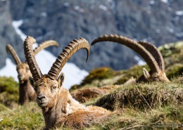 Alpine Ibex_hunting_HuntAustria