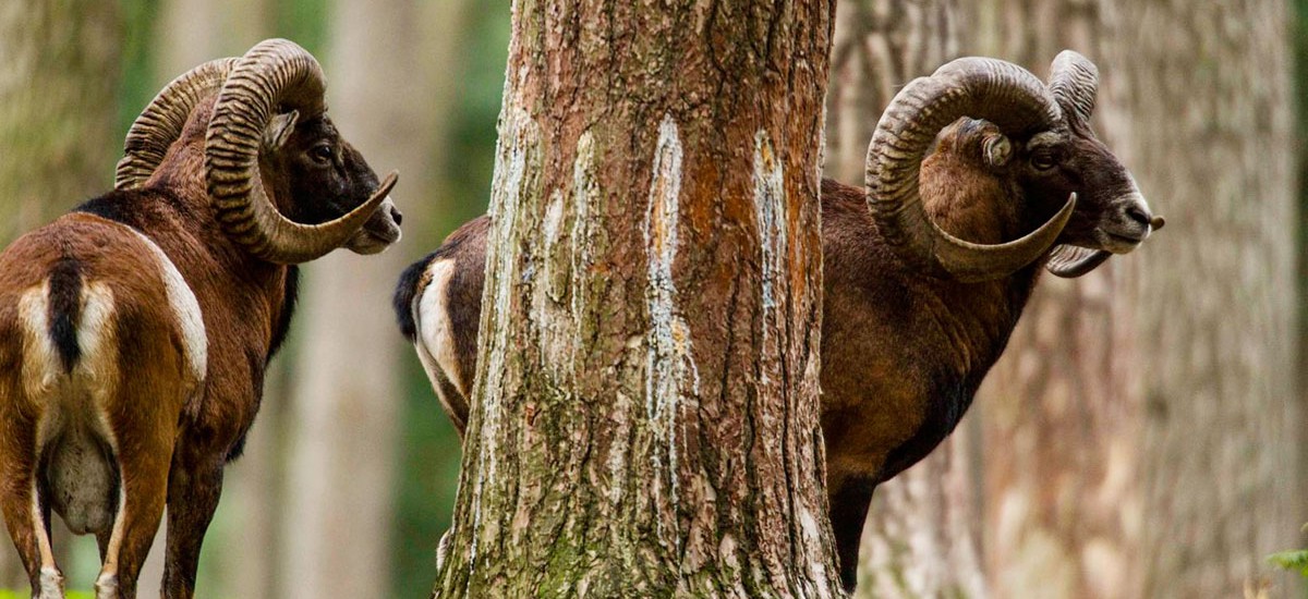 Mouflon_hunting_HuntAustria