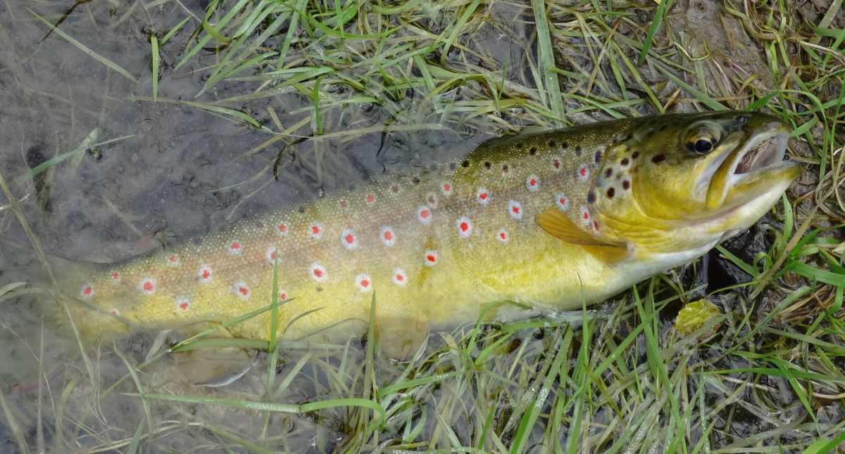 Browntrout_Flyfishing_Austria_HuntAustria huntAUSTRIA hunting & fly