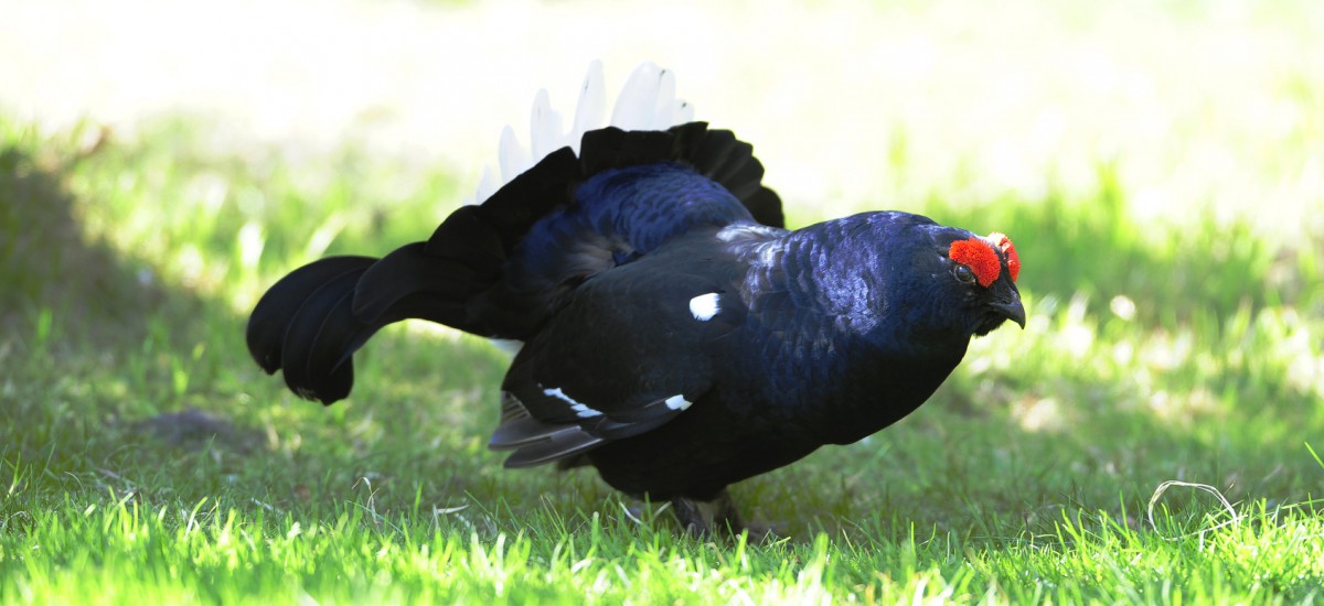 Black Cock_hunting_HuntAustria
