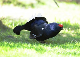 Black Cock_hunting_HuntAustria