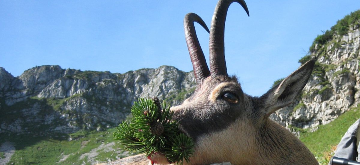 Chamois_hunting_HuntAustria