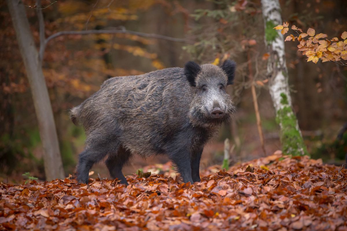 Wildboar_hunting_HuntAustria – huntAUSTRIA – hunting & fly fishing in ...
