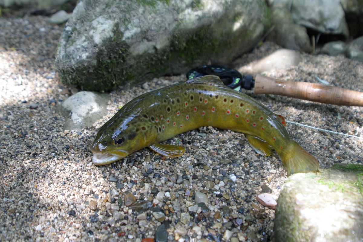 Browntrout_flyfishing_Austria_HuntAustria – huntAUSTRIA – hunting & fly