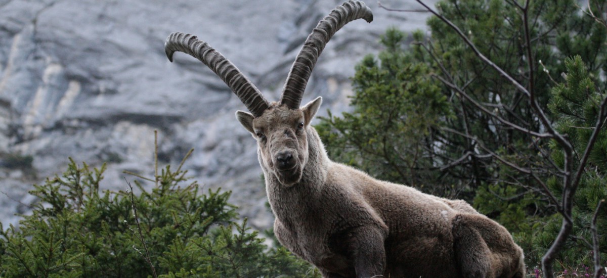 Alpine Ibex_hunting_HuntAustria